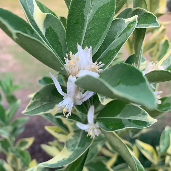 Meet your Posher, Jessica - Picture 4 of 8